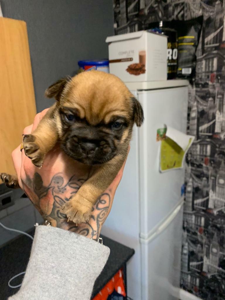 PUPPY french bulldog x Yorkshire terrier pups 2 BOYS LEFT in York
