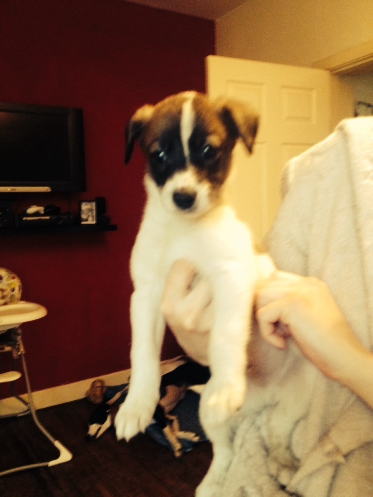 Puppy for sale in Newcastle, Tyne and Wear Gumtree