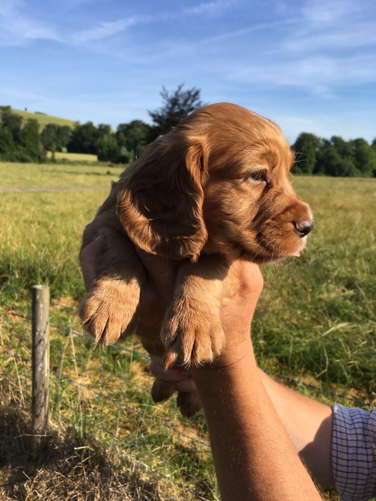 Golden sprocker dog puppy in Blandford Forum, Dorset Gumtree