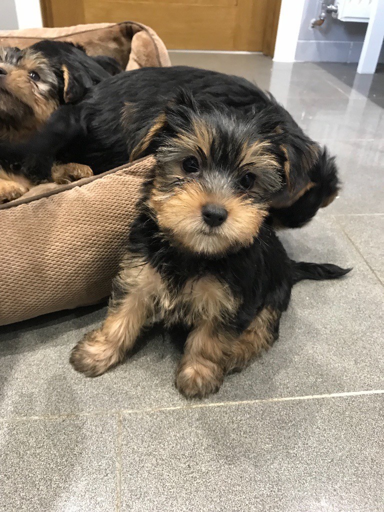 Yorkshire terrier puppies for sale | in Dagenham, London | Gumtree