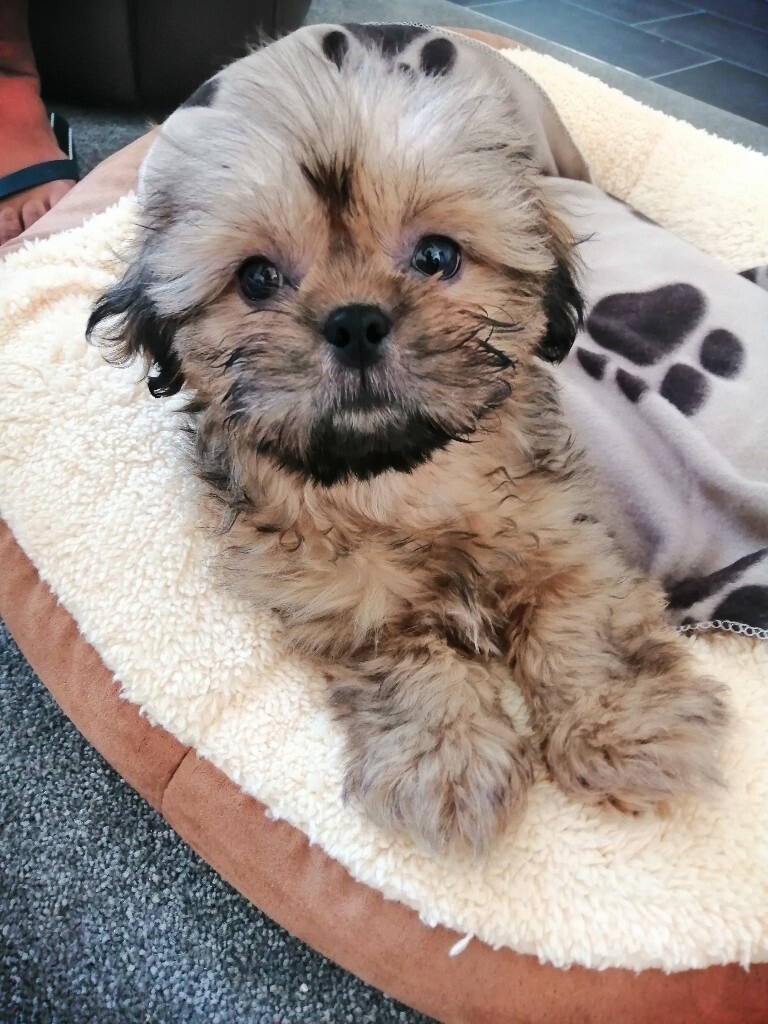 Shih tzu puppy for sale | in Liberton, Edinburgh | Gumtree
