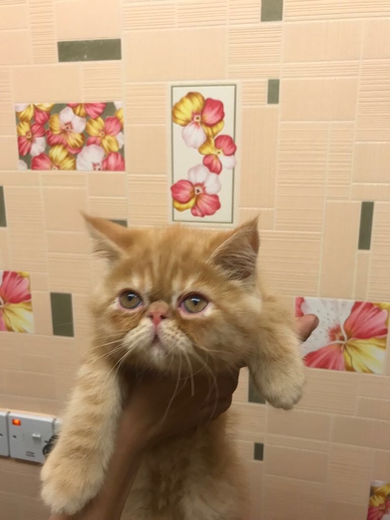 Adorable exotic ginger kitten for sale in Erith, London Gumtree