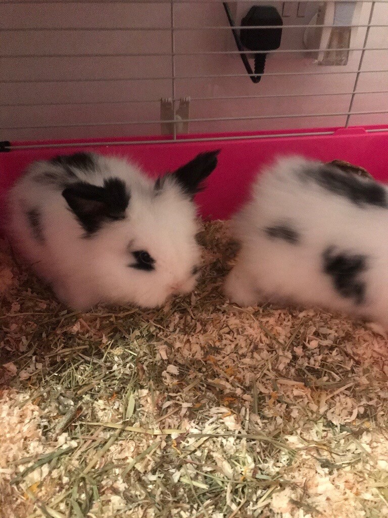Bunny rabbits for sale in Dalkeith, Midlothian Gumtree