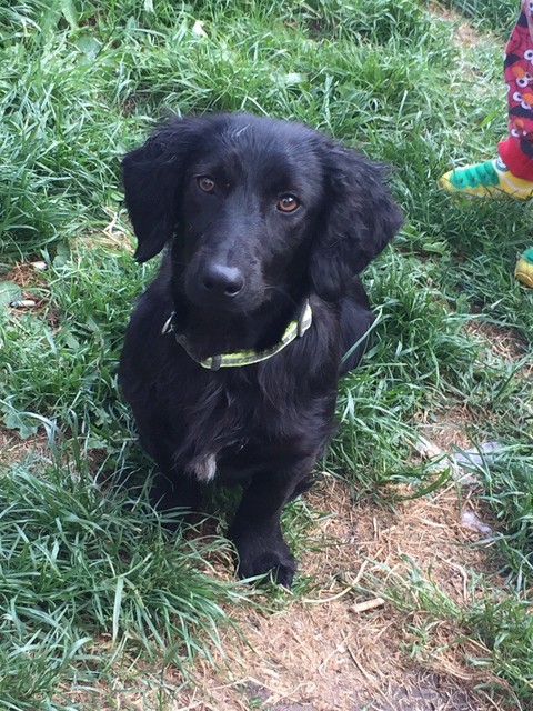 Dash Hund Dog For Sale In Bradford West Yorkshire Gumtree