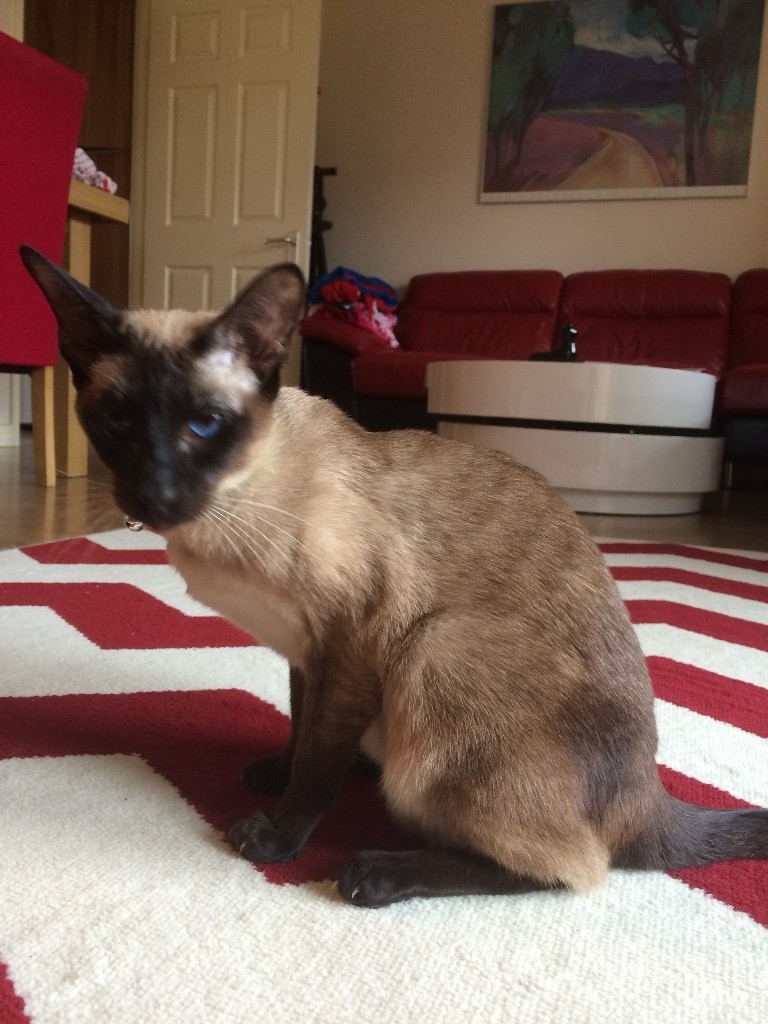 Female Siamese Cat for Sale | in Leeds, West Yorkshire ...