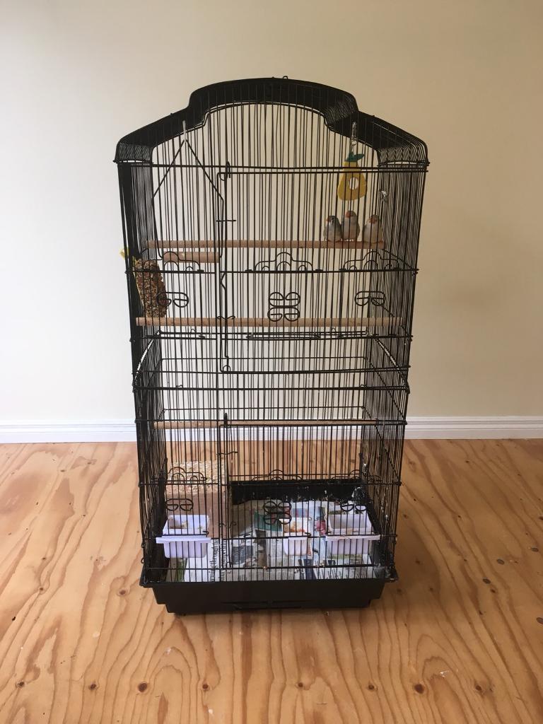 Zebra finches and cage in Dromore, County Down Gumtree