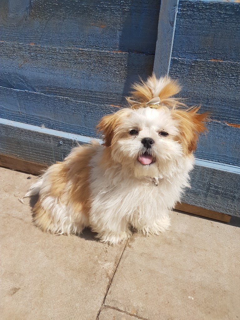 Female pedigree shih tzu puppy in Cramlington, Northumberland Gumtree