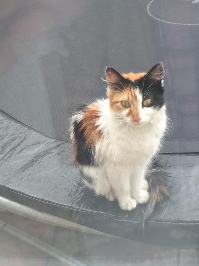 Calico kitten | in Bradford, West Yorkshire | Gumtree