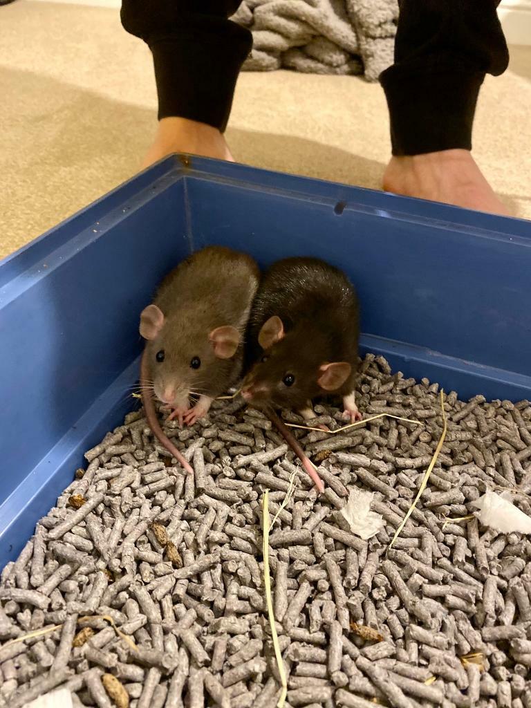 Pet rats + Cage & everything needed in Ashburton, Devon Gumtree
