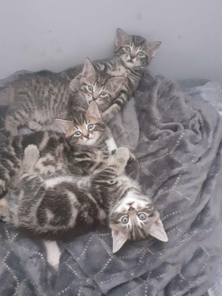 Kittens for sale in Summerston, Glasgow Gumtree