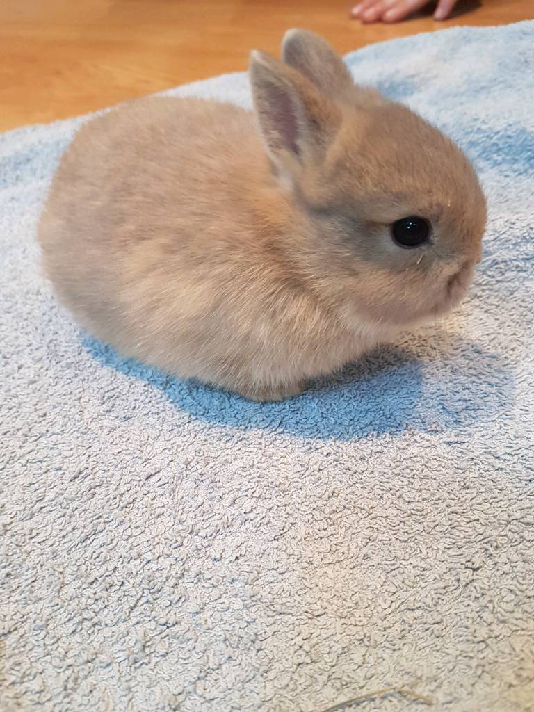 Netherland dwarf rabbit available to Reserve in Stapleford