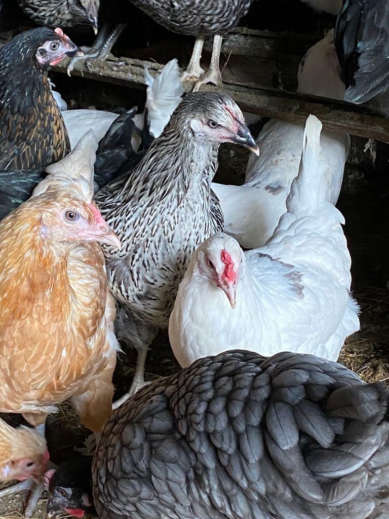 Point of lay chickens various breeds in Neath, Neath Port Talbot