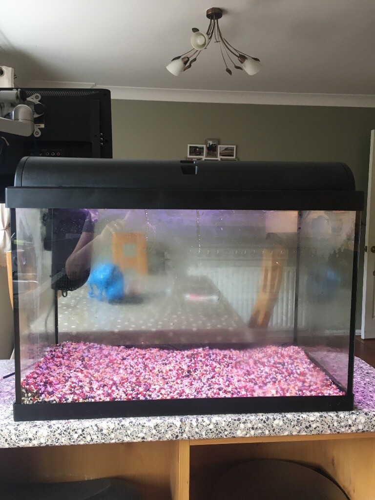 65 Litre Fish Tank in Danescourt, Cardiff Gumtree