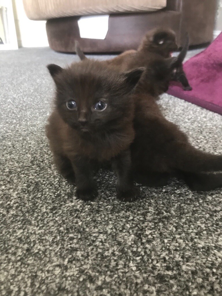 4 black/brown kittens | in Kennoway, Fife | Gumtree