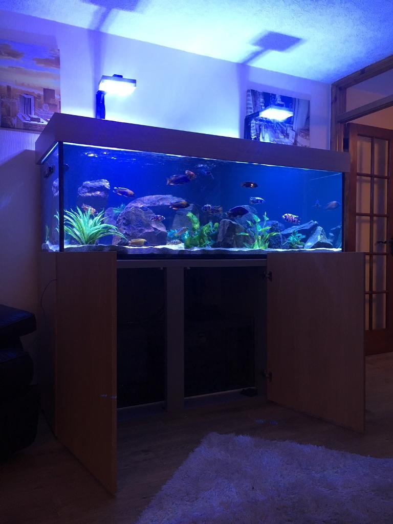 6x2x2 sumped custom complete fish tank set up in Newtownards, County Down Gumtree
