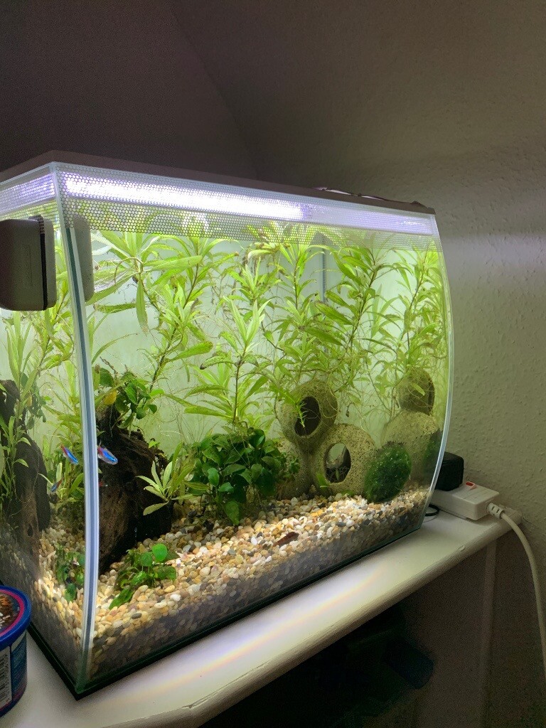 Fish tank 57 l white fluval flex in Chelmsford, Essex Gumtree