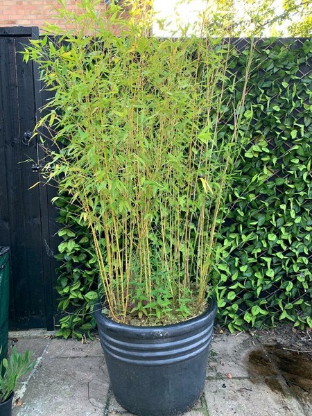 Garden Pots for sale in UK | 84 second-hand Garden Pots