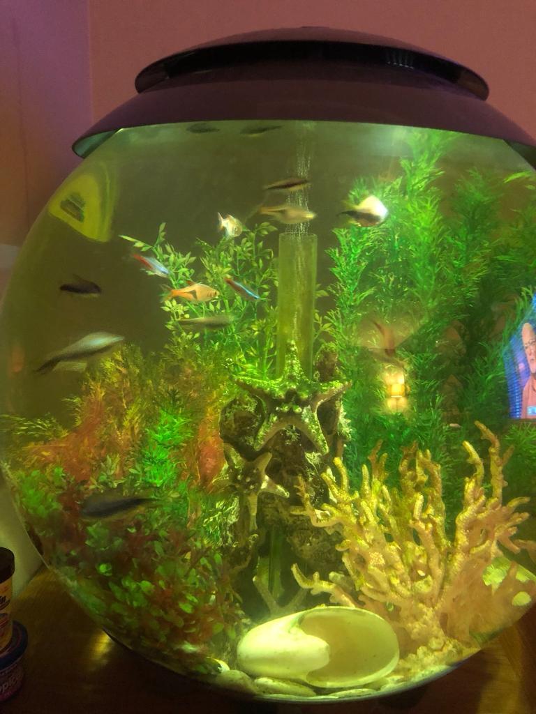 Bio orb fish tank with tropical fish in Newton Mearns, Glasgow Gumtree