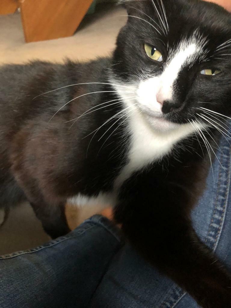 2 Year Old Cats For A Forever Home in Anstey, Leicestershire Gumtree