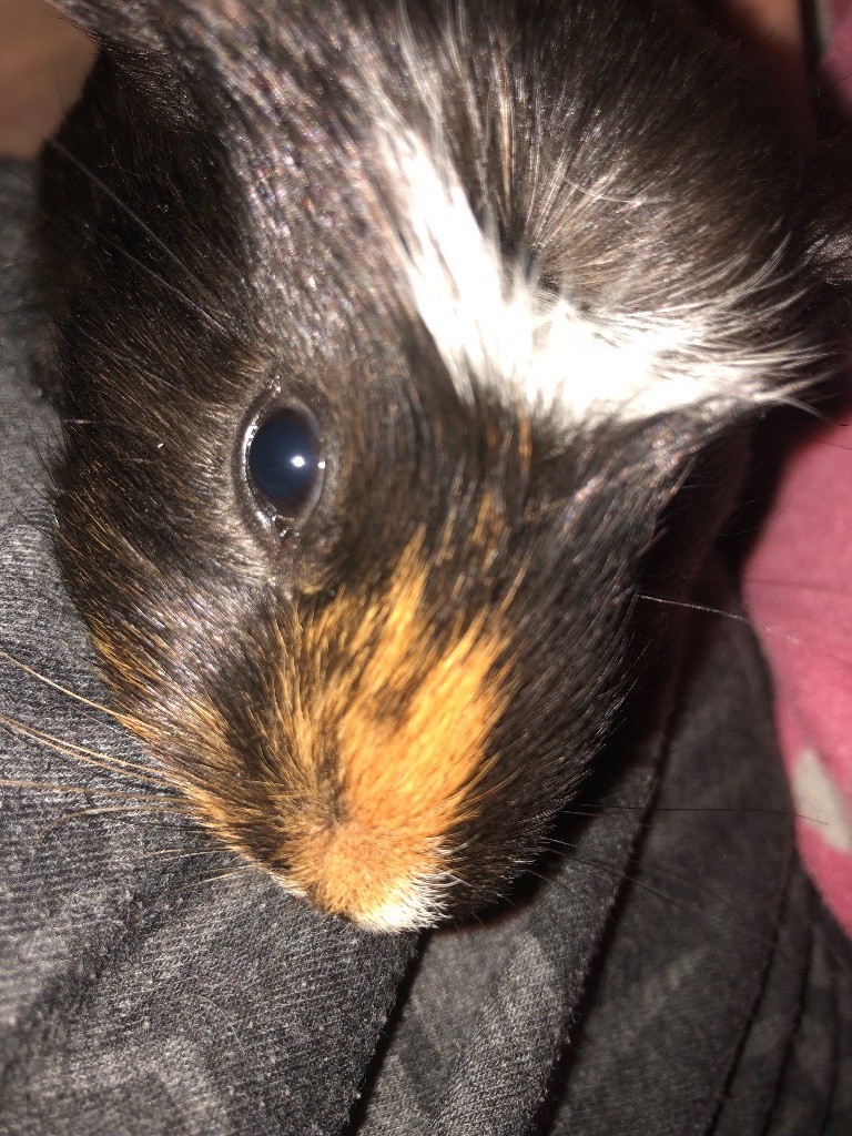 Male guinea pig for sale in Ilkeston, Derbyshire Gumtree