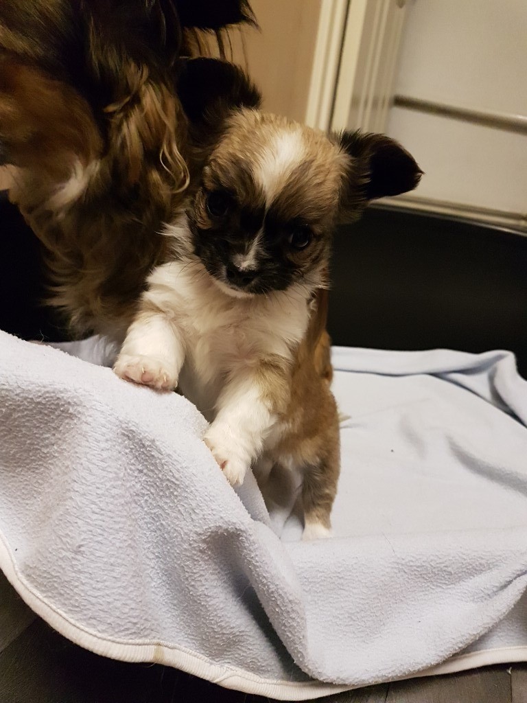 Long Haired Chihuahua Puppy In Great Yarmouth Norfolk Gumtree