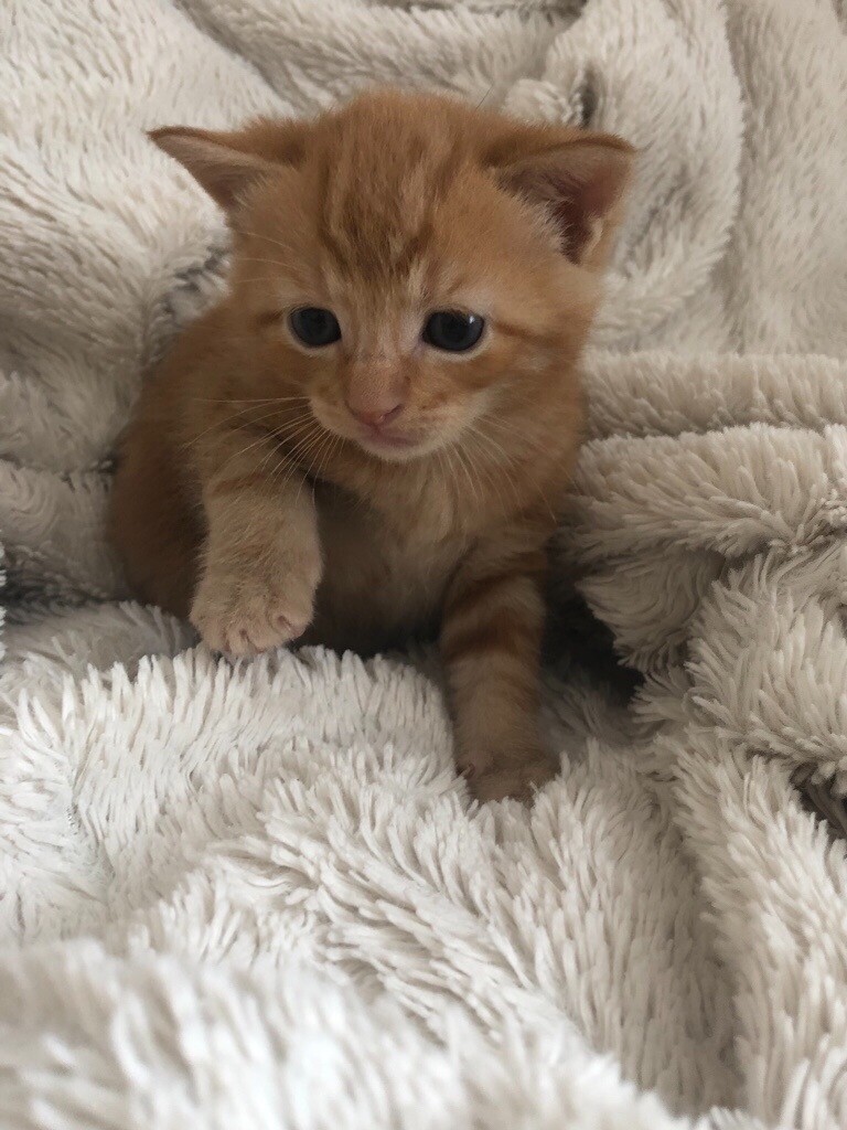 4 little boy kittens for sale in Spalding, Lincolnshire Gumtree