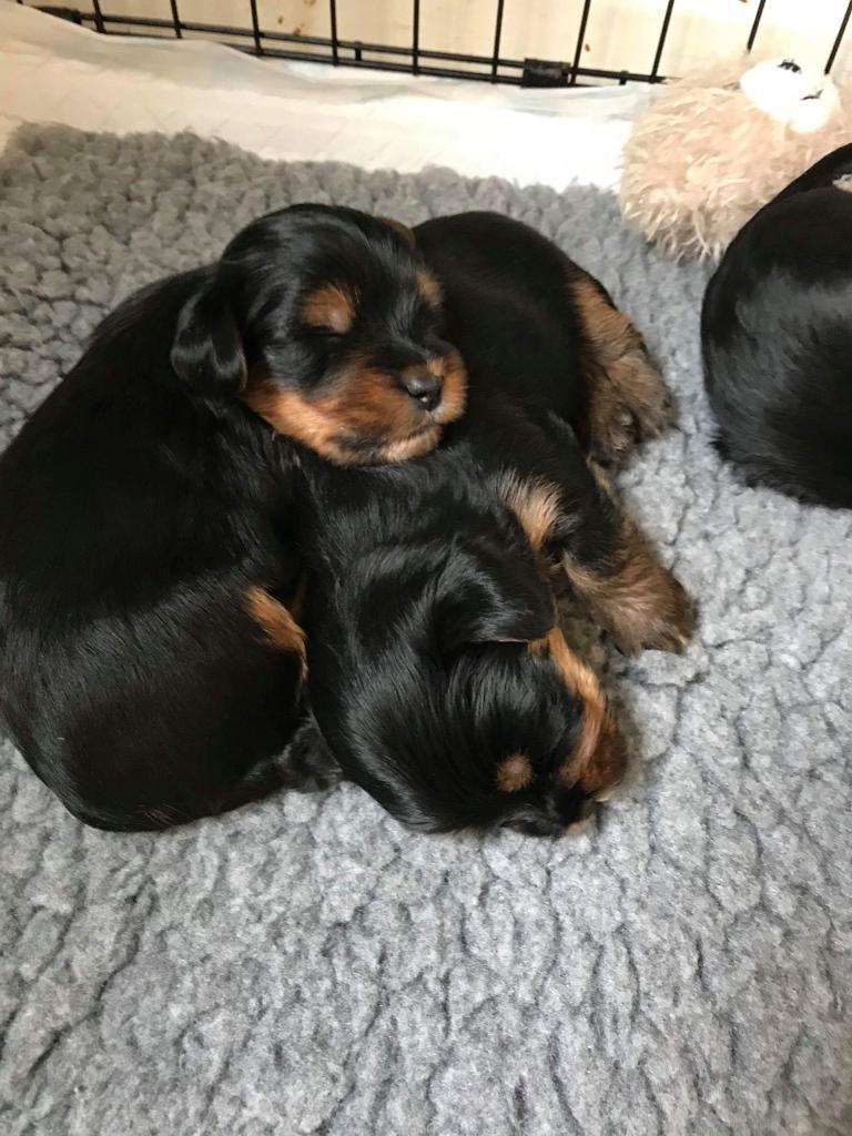 YORKSHIRE TERRIER PUPPIES FOR SALE | in Crianlarich ...