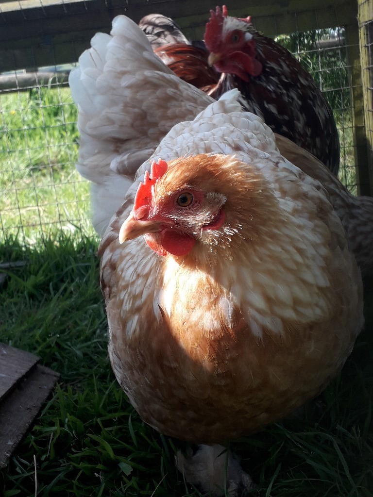 Bantam chickens for sale in Bodmin, Cornwall Gumtree