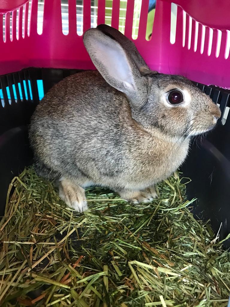 Female rabbit in Glenrothes, Fife Gumtree