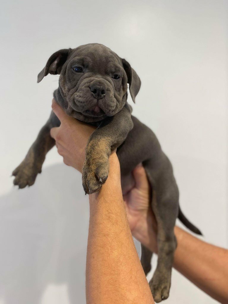 F1 English Pocket Bullies Blues, Black, Trindle... 10 weeks in