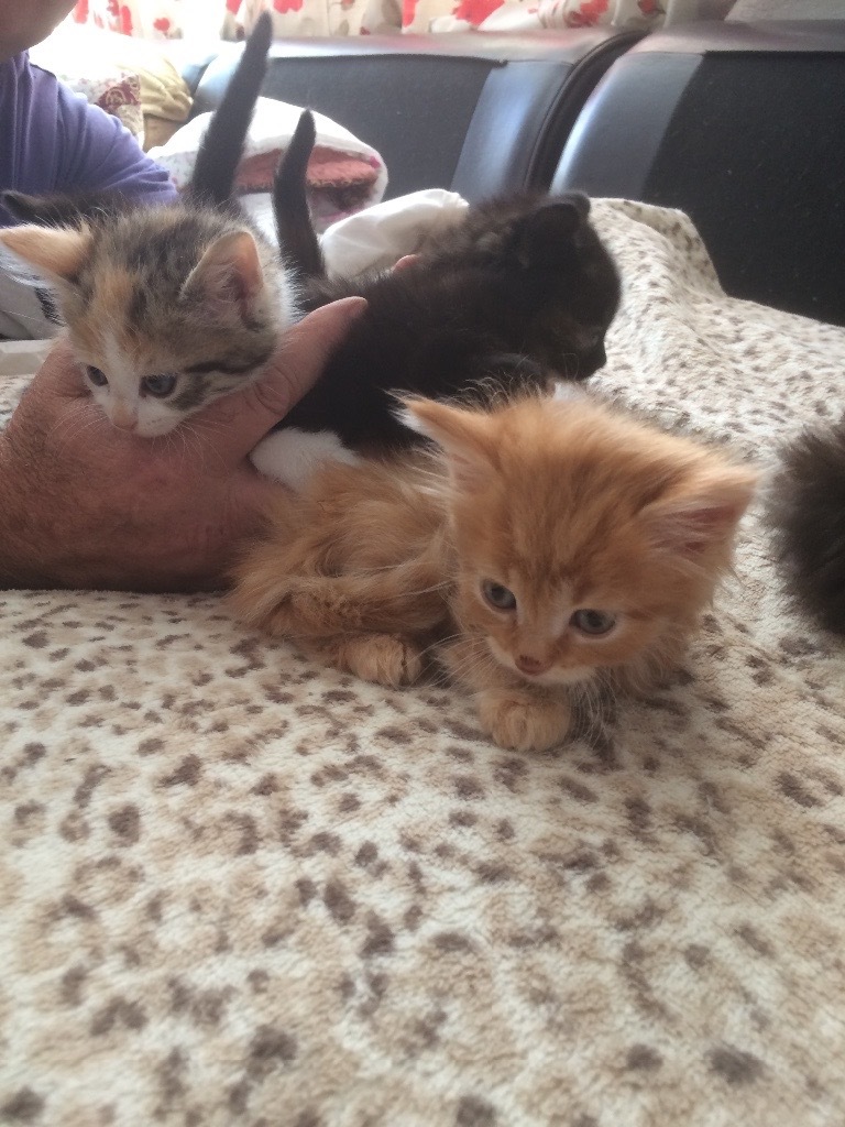 Adorable kittens for sale all colours Ginger, black spotted