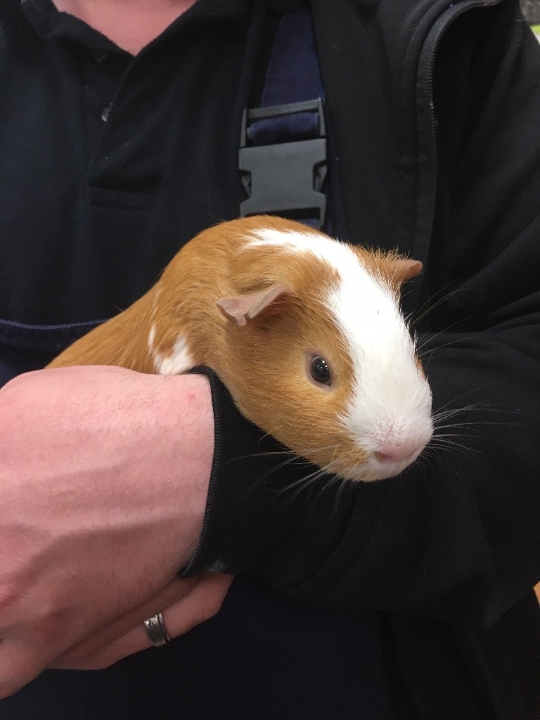 2 male guinea pigs in Bargoed, Caerphilly Gumtree