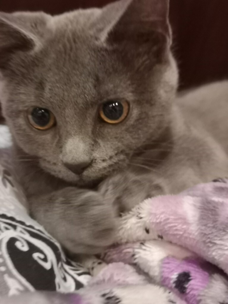 British Short Hair Grey Silver Kitten In Heald Green Manchester