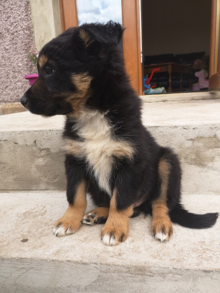 Tri coloured border collie pups for sale in Biggar, South Lanarkshire Gumtree