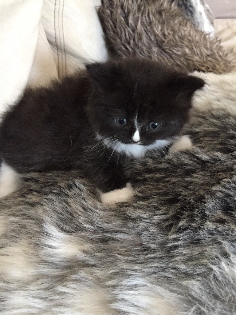Half Persian Kittens In Poole Dorset Gumtree