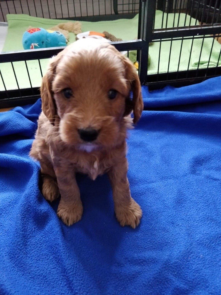 Superb Cockerpoo puppies in NewcastleunderLyme, Staffordshire Gumtree