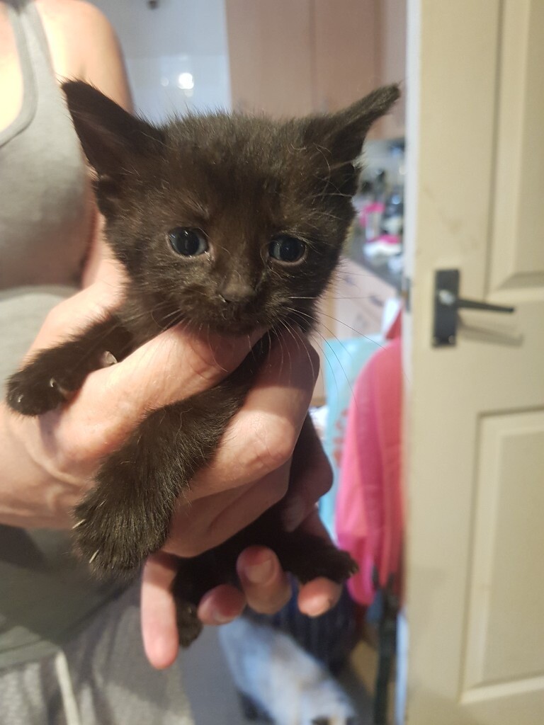 Half Ragdoll Kittens For Sale Off 69