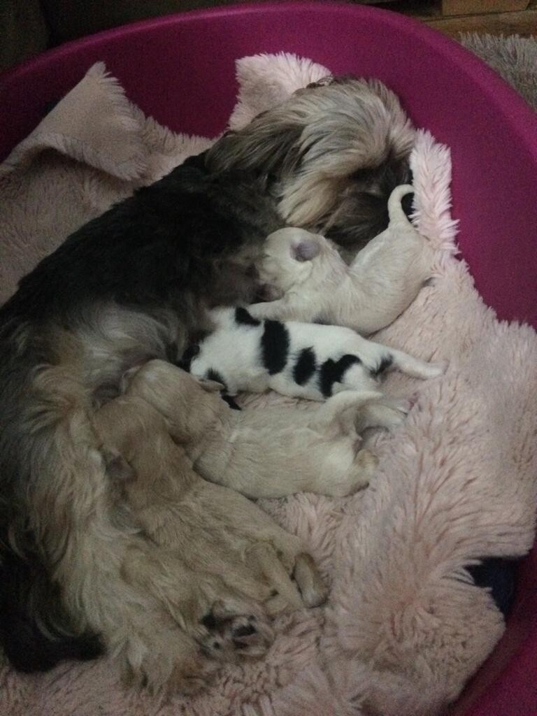 Puppies for sale Swansea | in Sketty, Swansea | Gumtree