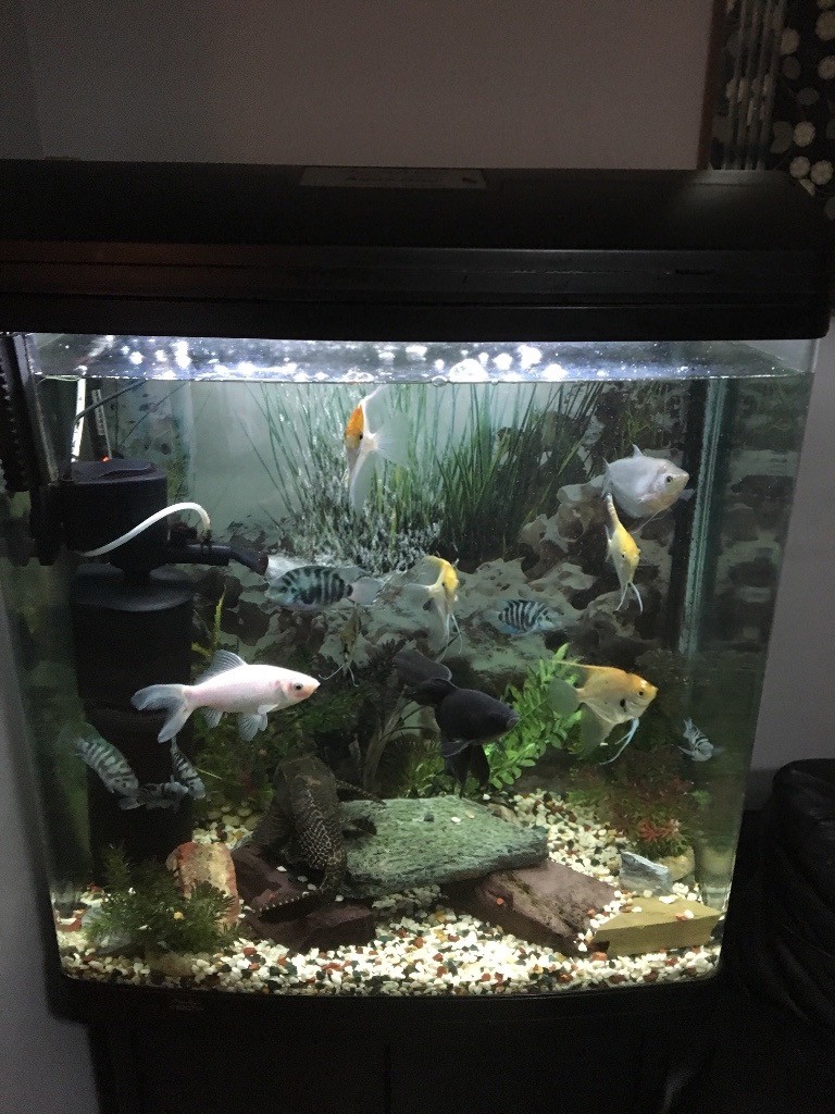 Tropical fish tank/full setup in Dewsbury, West Yorkshire Gumtree