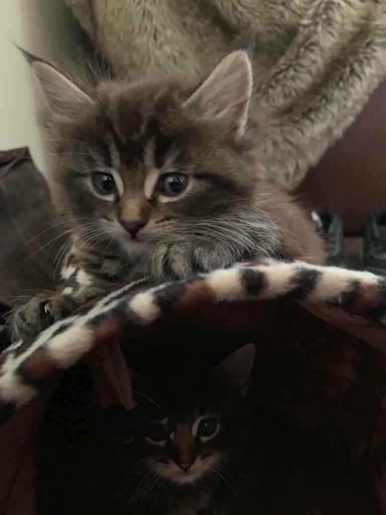 **Sold** Beautiful Maine Coon / Ragdoll cross kitten in Spean Bridge, Highland Gumtree