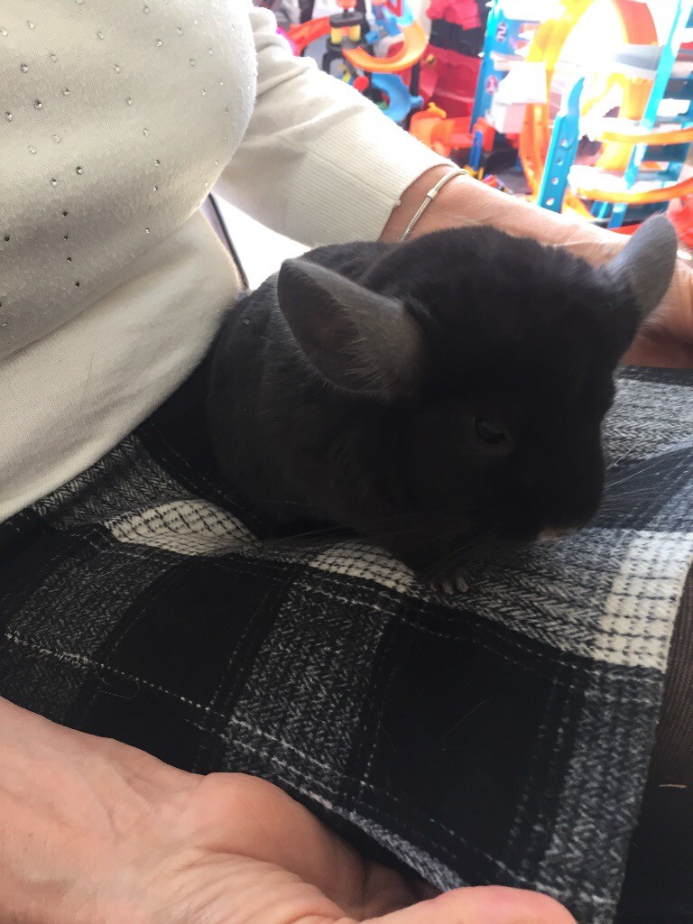 Baby Chinchilla For Sale in Chatham, Kent Gumtree