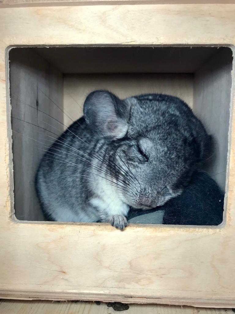 Grey young Male Chinchilla 10 months old without cage in Swiss Cottage, London Gumtree