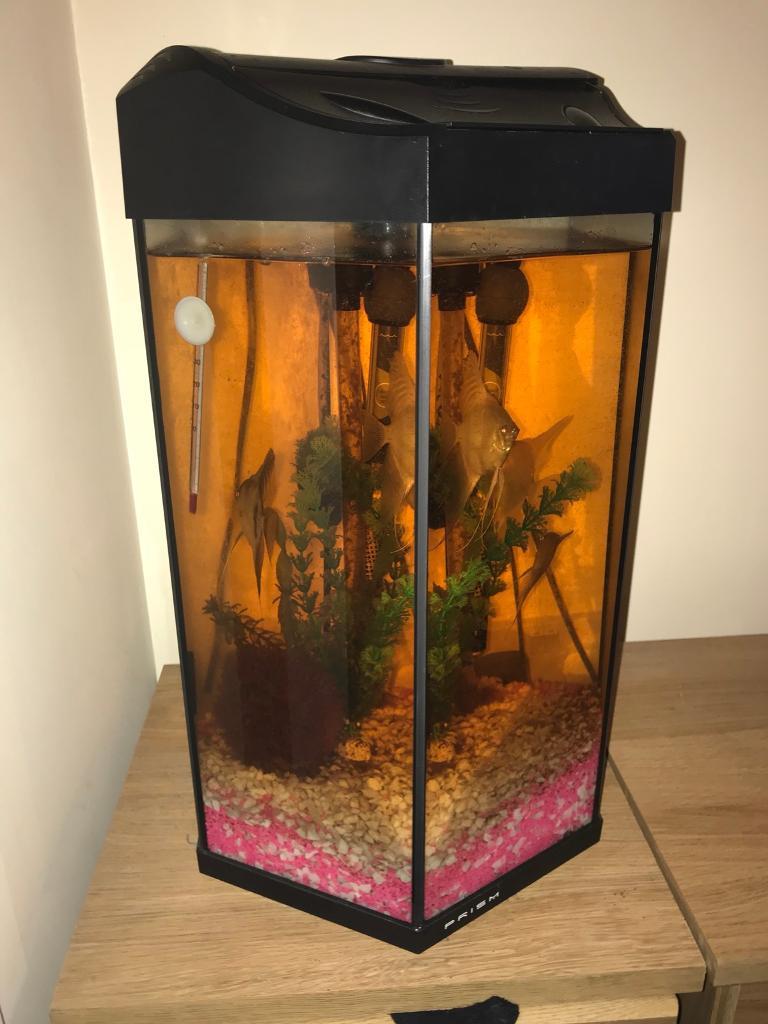 hexagon Aquarium with 4 large angel fish and comes with all accessories