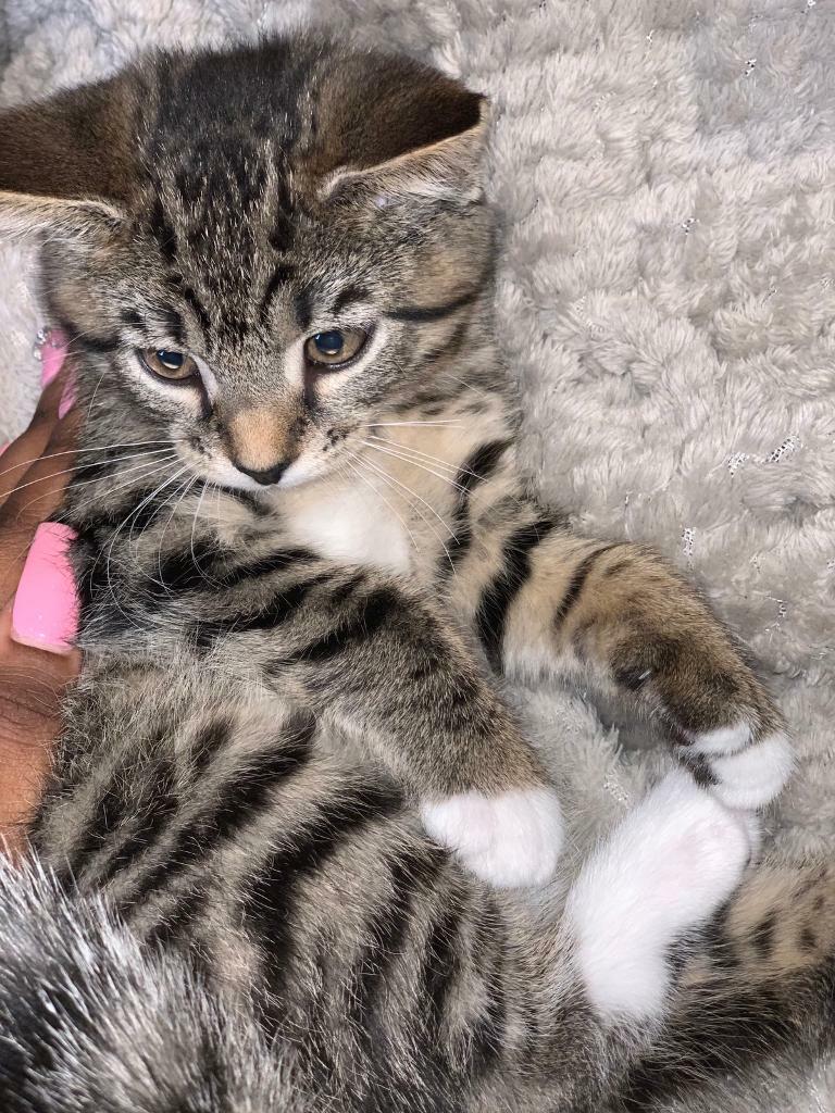 FEMALE TABBY KITTEN SOLD in Chelmsford, Essex Gumtree