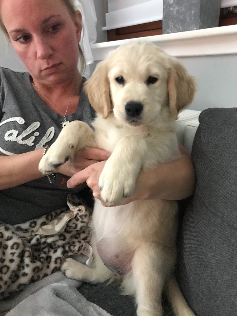 GOLDEN RETRIEVER PUP in Elgin, Moray Gumtree