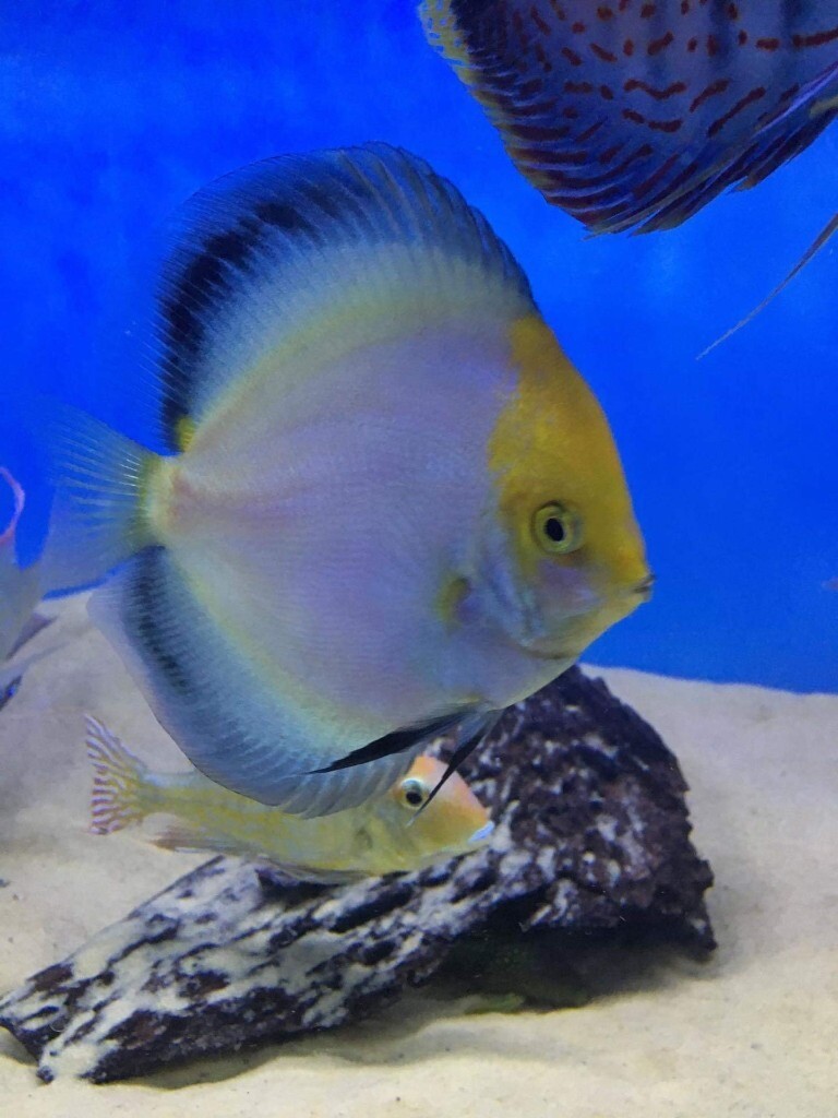 Calico Ricky lim discus in Borrowstounness, Falkirk Gumtree