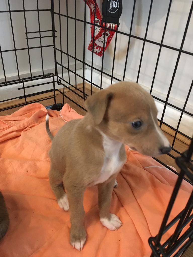 Lurcher Puppies For Sale in Ashford, Kent Gumtree