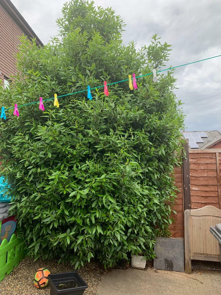 Bay Leaf Tree in Rochester, Kent Gumtree