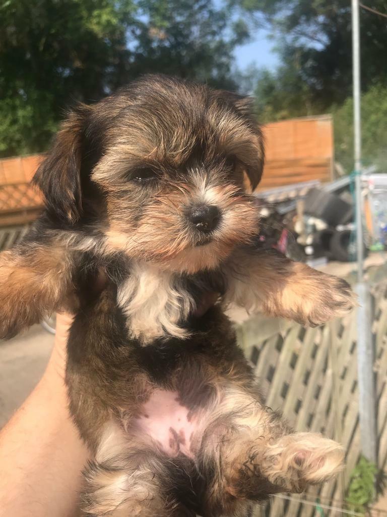 Yorkshire Terrier cross shih tzu in Evesham, Worcestershire Gumtree