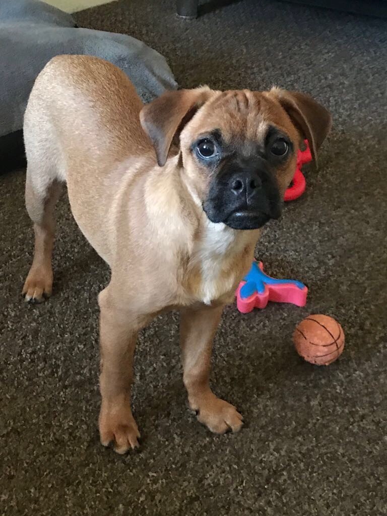 Jug Puppy for Sale in Chorley, Lancashire Gumtree